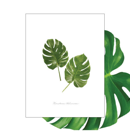 MONSTERA