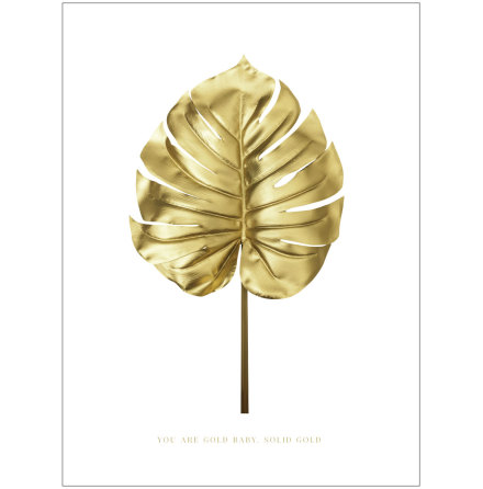 MONSTERA GULD