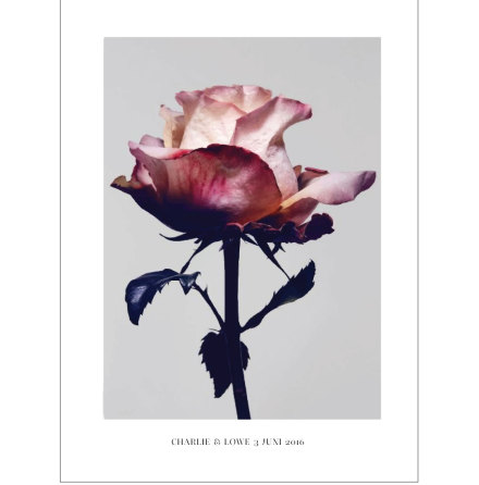 SPRING ROSE ARTPRINT