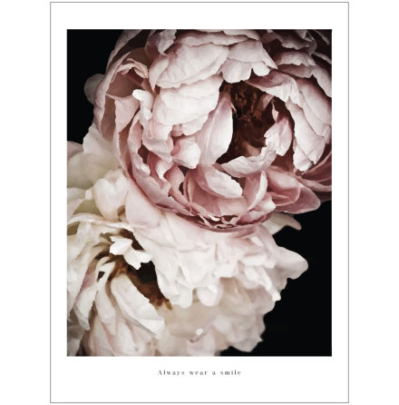 ROSA OCH VIT PION ARTPRINT