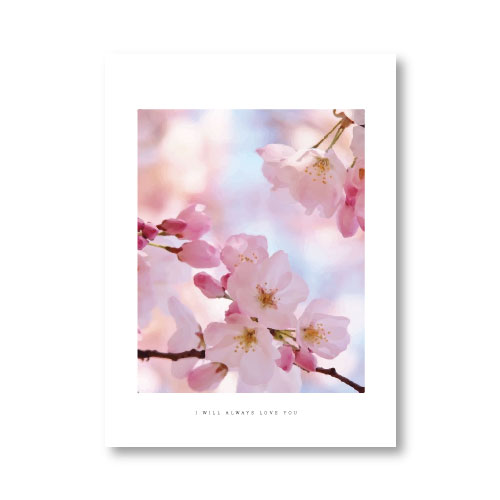 cherry bloom körsbärsträd poster artprins affisch petite charlie